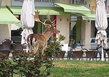 Απίστευτο: Ελάφι βολτάρει στους δρόμους του Αμυνταίου!