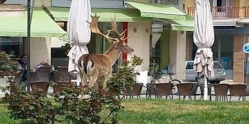 Απίστευτο: Ελάφι βολτάρει στους δρόμους του Αμυνταίου!