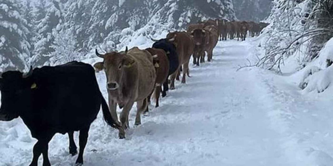 «Λευκή» Δυτική Μακεδονία- Απίστευτο χιόνι στο Γιαννοχώρι Καστοριάς στα μέσα Απρίλη- Η μάχη των κτηνοτρόφων μέσα στα χιόνια