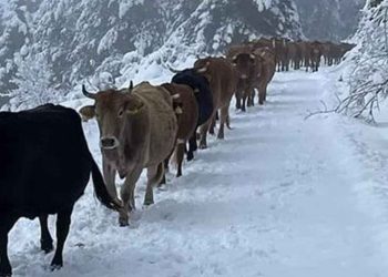 «Λευκή» Δυτική Μακεδονία- Απίστευτο χιόνι στο Γιαννοχώρι Καστοριάς στα μέσα Απρίλη- Η μάχη των κτηνοτρόφων μέσα στα χιόνια