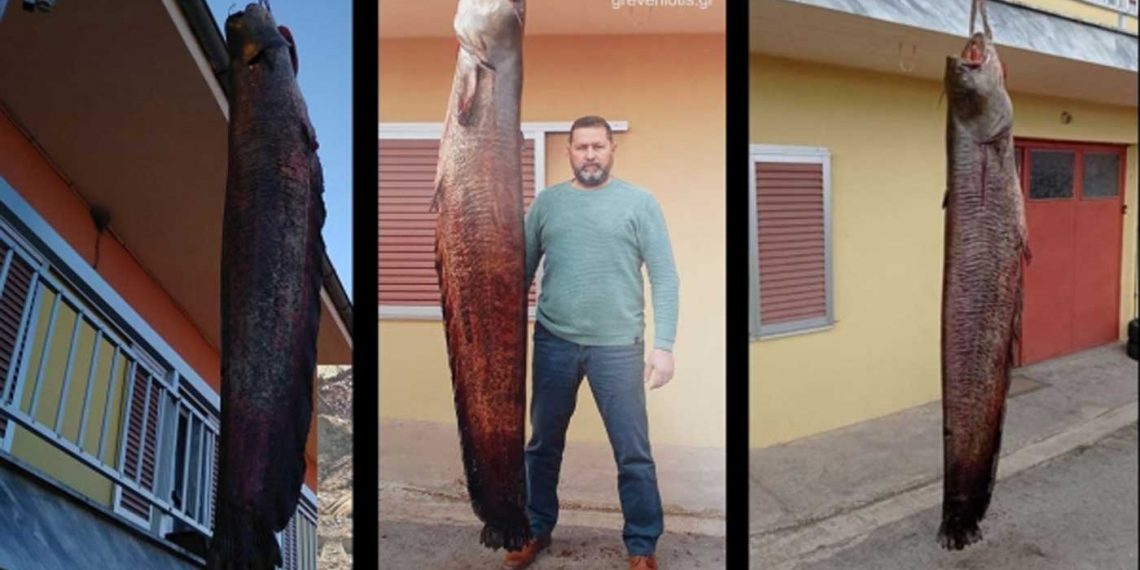 Απίστευτη ψαριά στον Αλιάκμονα- Έπιασε γουλιανό 2,45μ. μήκους και βάρους 87 κιλών (φωτογραφίες)