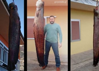 Απίστευτη ψαριά στον Αλιάκμονα- Έπιασε γουλιανό 2,45μ. μήκους και βάρους 87 κιλών (φωτογραφίες)