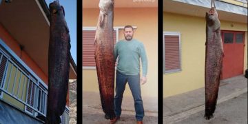 Απίστευτη ψαριά στον Αλιάκμονα- Έπιασε γουλιανό 2,45μ. μήκους και βάρους 87 κιλών (φωτογραφίες)