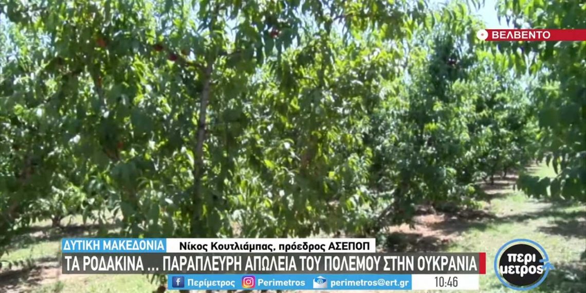 Βελβεντός Κοζάνης: Ο πόλεμος στην Ουκρανία συμπαρασύρει τις εξαγωγές ροδάκινων (Βίντεο)