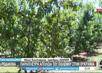 Βελβεντός Κοζάνης: Ο πόλεμος στην Ουκρανία συμπαρασύρει τις εξαγωγές ροδάκινων (Βίντεο)
