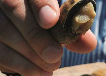 Ο Θωμάς και ο Νικόλαος εκτρέφουν διαλεκτά σαλιγκάρια στο Διαλεκτό Καστοριάς