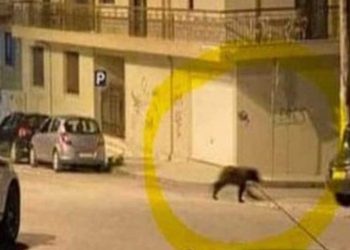 Αρκούδα “βγήκε για ποτάκι” το βράδυ της Δευτέρας στην πόλη της Φλώρινας (βίντεο)