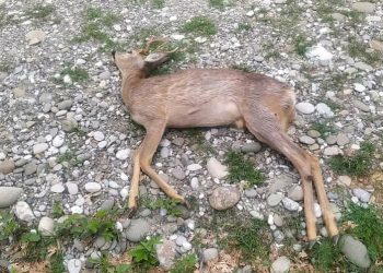 Νεκρό ζαρκάδι στο π. Οδικό δίκτυο Καστοριάς – Φλώρινας