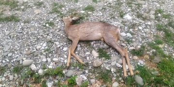 Νεκρό ζαρκάδι στο π. Οδικό δίκτυο Καστοριάς – Φλώρινας