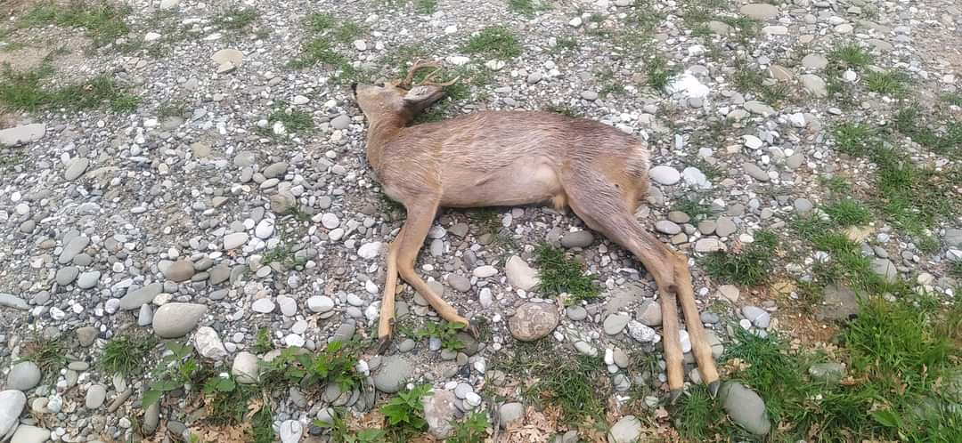 Νεκρό ζαρκάδι στο π. Οδικό δίκτυο Καστοριάς – Φλώρινας