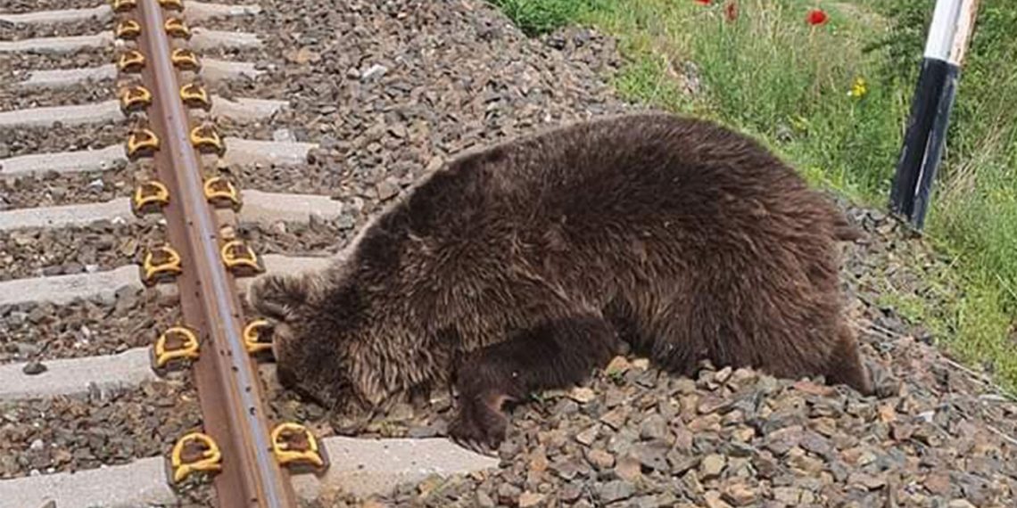 Νεκρή αρκούδα στη περιοχή της Βεγορίτιδας- Πιθανότατα τη χτύπησε τρένο