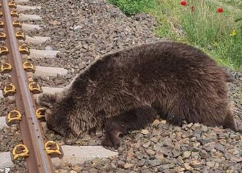 Νεκρή αρκούδα στη περιοχή της Βεγορίτιδας- Πιθανότατα τη χτύπησε τρένο