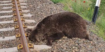 Νεκρή αρκούδα στη περιοχή της Βεγορίτιδας- Πιθανότατα τη χτύπησε τρένο