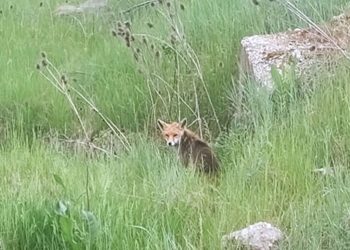 Μια αλεπού στο……..κανάλι της Πτολεμαΐδας (φώτο)