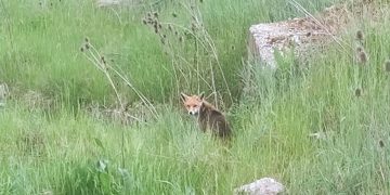 Μια αλεπού στο……..κανάλι της Πτολεμαΐδας (φώτο)