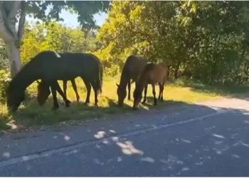 Τα άλογα των Γρεβενών, ελευθερώθηκαν και έφθασαν όλα στο βουνό, εκεί που ζούσαν ευτυχισμένα (video)