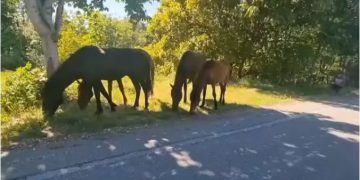 Τα άλογα των Γρεβενών, ελευθερώθηκαν και έφθασαν όλα στο βουνό, εκεί που ζούσαν ευτυχισμένα (video)