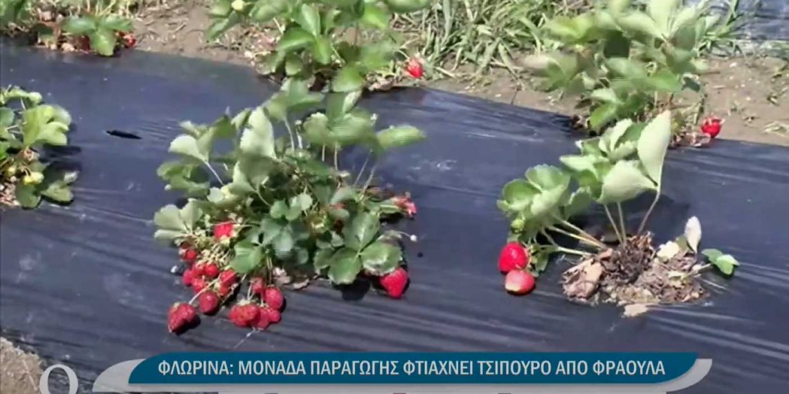 Μονάδα παραγωγής φτιάχνει τσίπουρο και καλλυντικά από φλωρινιώτικη φράουλα -VIDEO