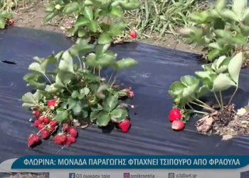 Μονάδα παραγωγής φτιάχνει τσίπουρο και καλλυντικά από φλωρινιώτικη φράουλα -VIDEO