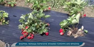 Μονάδα παραγωγής φτιάχνει τσίπουρο και καλλυντικά από φλωρινιώτικη φράουλα -VIDEO
