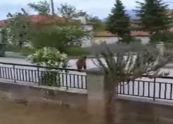 Αρκούδα μια …ανάσα από αυλές σπιτιών στη Νεάπολη Βοΐου! VIDEO
