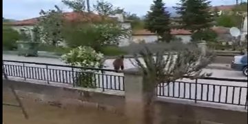 Αρκούδα μια …ανάσα από αυλές σπιτιών στη Νεάπολη Βοΐου! VIDEO