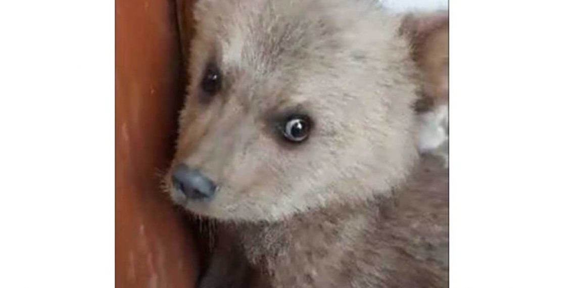 Φλώρινα: Απροσδόκητος επισκέπτης στον Πολυπόταμο ενα μικρό αρκουδάκι