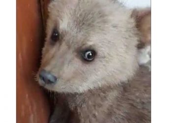 Φλώρινα: Απροσδόκητος επισκέπτης στον Πολυπόταμο ενα μικρό αρκουδάκι