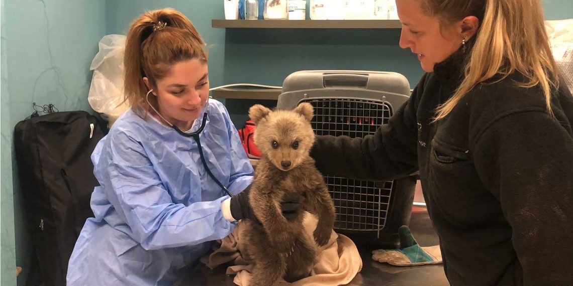 Θωμάς ο… Survivor!:  Το ορφανό αρκουδάκι που σώθηκε από τον ΑΡΚΤΟΥΡΟ μετά από ημέρες περιπλάνησης χωρίς τη μαμά του