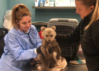 Θωμάς ο… Survivor!:  Το ορφανό αρκουδάκι που σώθηκε από τον ΑΡΚΤΟΥΡΟ μετά από ημέρες περιπλάνησης χωρίς τη μαμά του