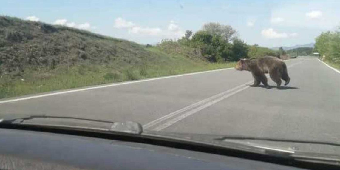 Του πετάχτηκε τεράστια αρκούδα στον δρόμο – Ευτυχώς δεν έτρεχε (φωτογραφίες)