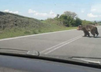 Του πετάχτηκε τεράστια αρκούδα στον δρόμο – Ευτυχώς δεν έτρεχε (φωτογραφίες)