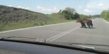 Του πετάχτηκε τεράστια αρκούδα στον δρόμο – Ευτυχώς δεν έτρεχε (φωτογραφίες)