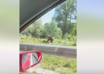 Αμύνταιο: Αρκούδα με τα μικρά της -VIDEO