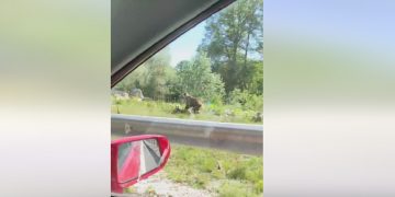 Αμύνταιο: Αρκούδα με τα μικρά της -VIDEO