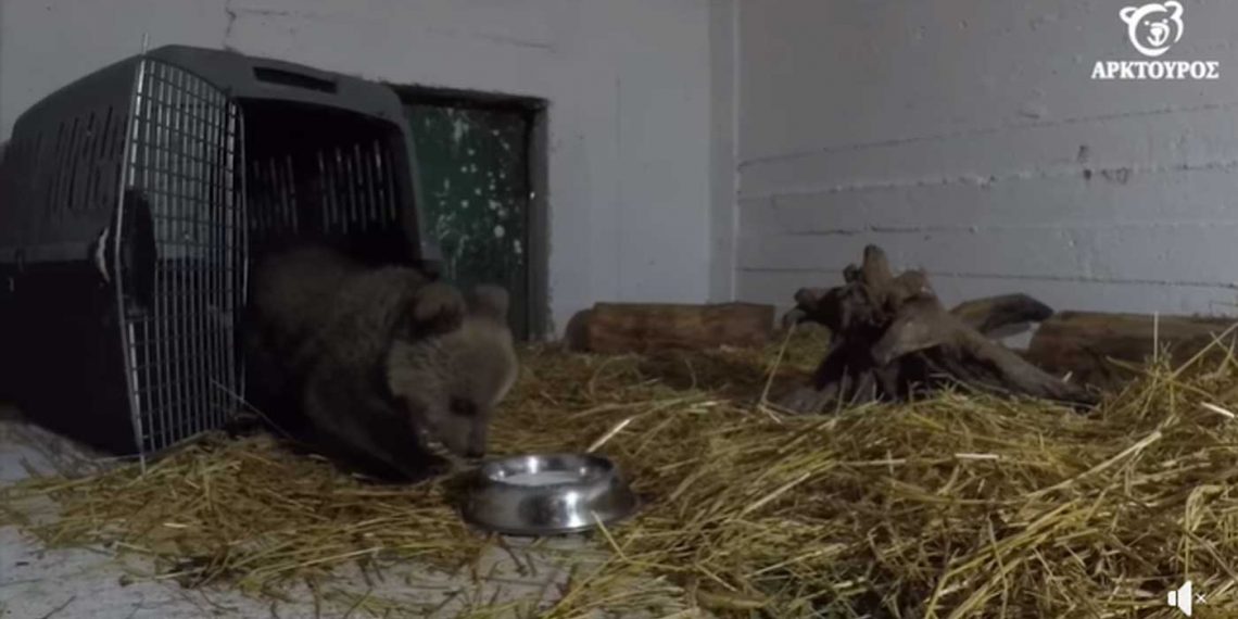 Οι πρώτες ημέρες του Θωμά στον Αρκτούρο – Το αρκουδάκι που έχει ξετρελάνει κόσμο-VIDEO