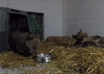 Οι πρώτες ημέρες του Θωμά στον Αρκτούρο – Το αρκουδάκι που έχει ξετρελάνει κόσμο-VIDEO