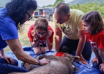 ΑΡΚΤΟΥΡΟΣ: Επανένταξη με το βλέμμα στο μέλλον της βιοποικιλότητας