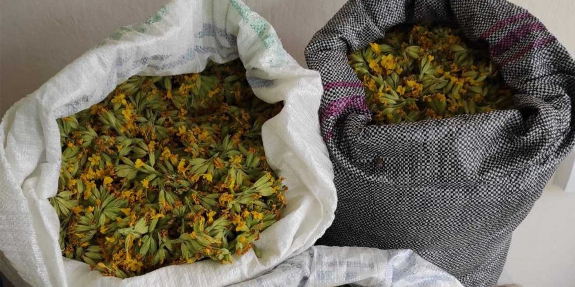 Σύλληψη τριών αλλοδαπών, στην Καστοριά, για παράνομη συλλογή 28,3 κιλών αρωματικού-θεραπευτικού φυτού