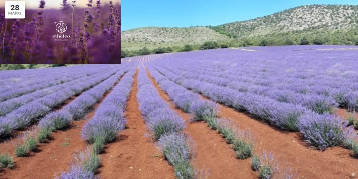 Open farm days: Ανακαλύψτε τα ανοιχτά αγροκτήματα! – 28-29/5 στο Etheleo στην Πτολεμαΐδα