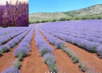 Open farm days: Ανακαλύψτε τα ανοιχτά αγροκτήματα! – 28-29/5 στο Etheleo στην Πτολεμαΐδα