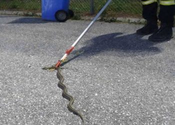 Φίδια ζώνουν ακόμη και τα αστικά κέντρα της χώρας–Πώς αντιδράτε σε περίπτωση «συνάντησης»