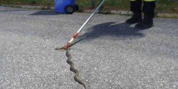 Φίδια ζώνουν ακόμη και τα αστικά κέντρα της χώρας–Πώς αντιδράτε σε περίπτωση «συνάντησης»