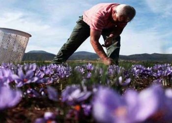 Αναζήτηση 2.000 στρ. για την καλλιέργεια κρόκου- Η μεγάλη συμφωνία 5ετιας του Συνεταιρισμού Κροκοπαραγωγών που απαιτεί αύξηση της παραγωγής