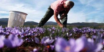 Αναζήτηση 2.000 στρ. για την καλλιέργεια κρόκου- Η μεγάλη συμφωνία 5ετιας του Συνεταιρισμού Κροκοπαραγωγών που απαιτεί αύξηση της παραγωγής