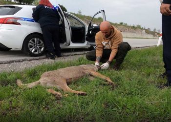 Ένας λύκος βρήκε το θάνατο σε τροχαίο ατύχημα στο Κλειδί Φλώρινας