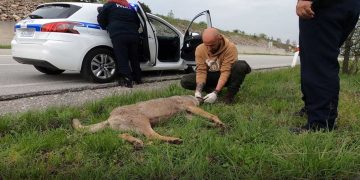 Ένας λύκος βρήκε το θάνατο σε τροχαίο ατύχημα στο Κλειδί Φλώρινας