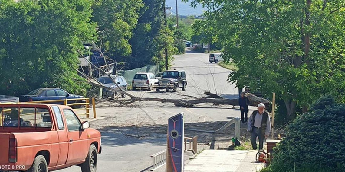 Κοζάνη: Απίστευτο βίντεο- Δείτε τη στιγμή που το μεγάλο δέντρο που έκοψε μόνος του δημότης πέφτει μέσα στο δρόμο και περνάει αυτοκίνητο