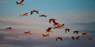 5ο eco fest of Ptolemaida σε συνδιοργάνωση με την Ελληνική Ορνιθολογική Εταιρεία το Σάββατο 14 Μαΐου