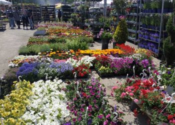 Ξεκίνησε η Ανθοκομική Έκθεση στην Πτολεμαΐδα – Γέμισε με άνθη και φυτά ο χώρος της λαϊκής αγοράς (φωτο-βιντεο)